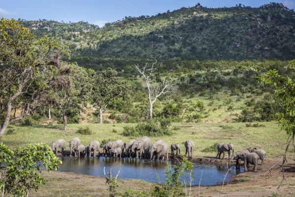 Circuit Les plus beaux safaris d'Afrique pas cher photo 1