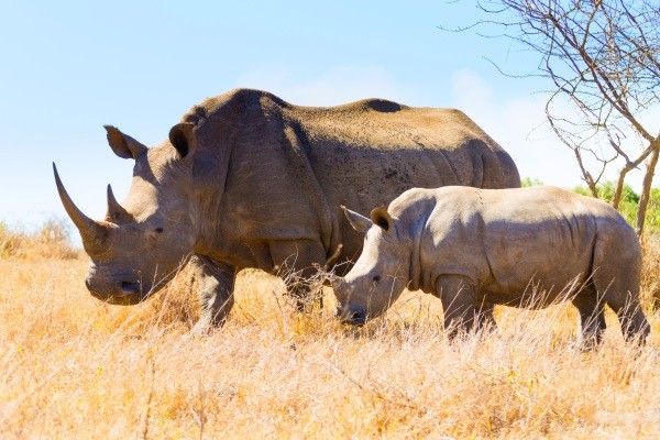 Circuit Les plus beaux safaris d'Afrique pas cher photo 13