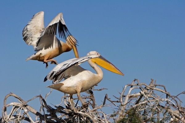 Circuit Au Coeur du Sénégal & Séjour au Royam 4* pas cher photo 5