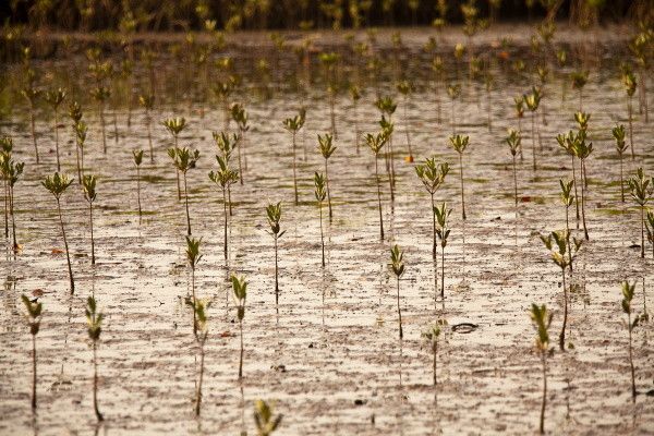 Circuit Au Coeur du Sénégal & Séjour au Royam 4* pas cher photo 7