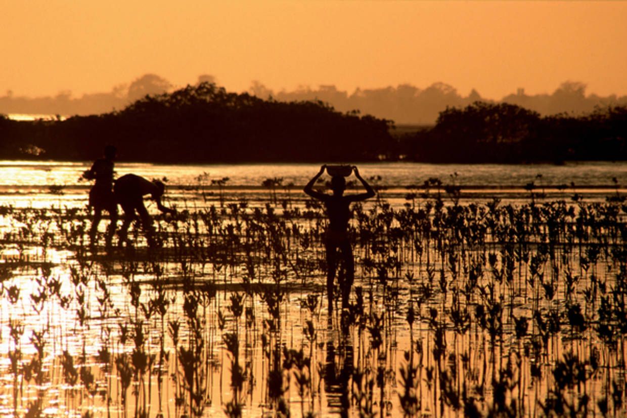Circuit Beautés du Sénégal et balade avec les lions de Fathala pas cher photo 10