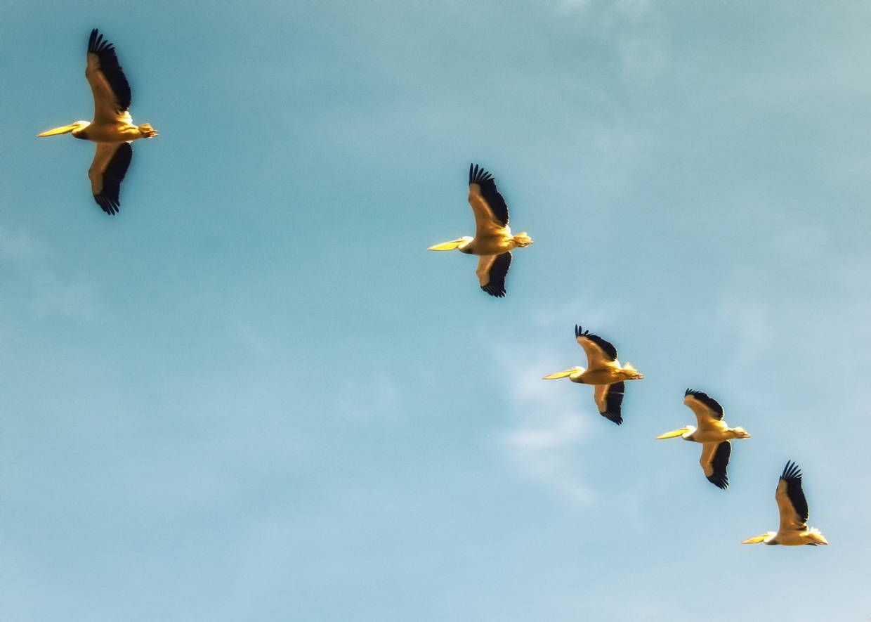 Combiné circuit et hôtel Les Oasis du Sénégal + Extension 7N Framissima Palm Beach pas cher photo 12