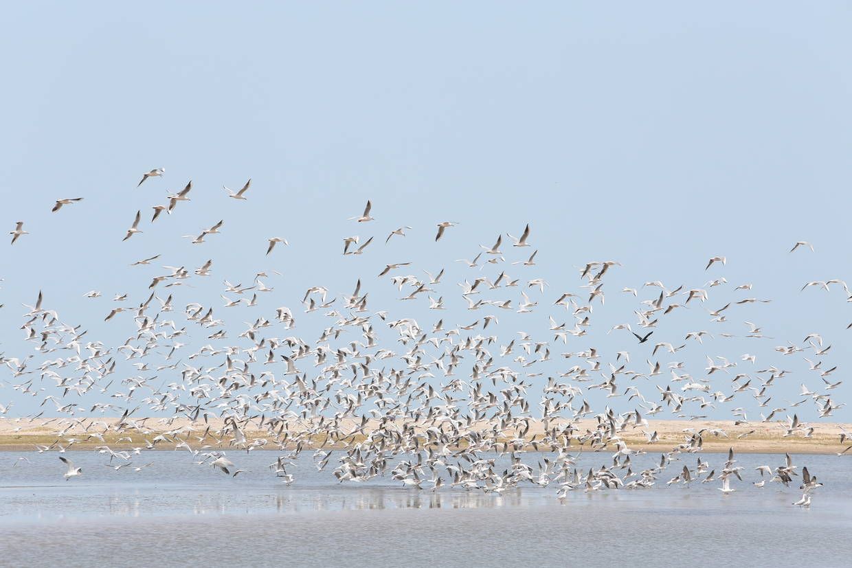 Combiné circuit et hôtel Les Oasis du Sénégal + Extension 7N Framissima Palm Beach pas cher photo 14