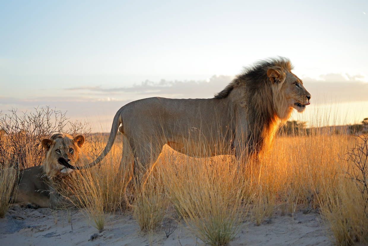 Circuit Circuit Paysages Sud Africains 3* pas cher photo 1