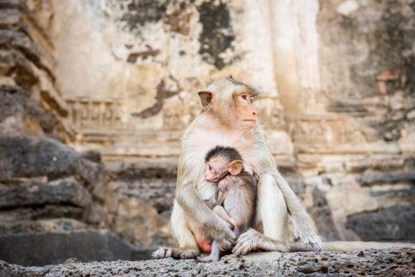 Circuit Incontournables de Thailande et Cambodge pas cher photo 17