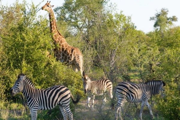 Circuit L'Afrique du Sud Intimiste pas cher photo 11