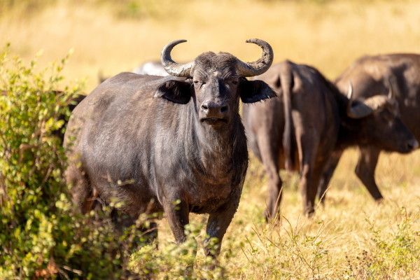 Circuit Grand Tour d'Afrique du Sud, Chutes Victoria, Parc Chobe pas cher photo 20