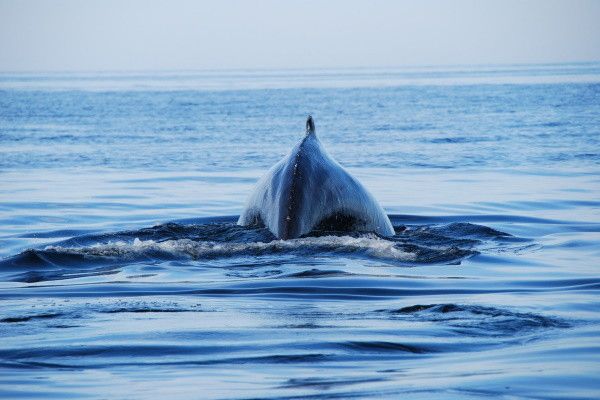 Circuit L'Est Canadien Intimiste pas cher photo 8