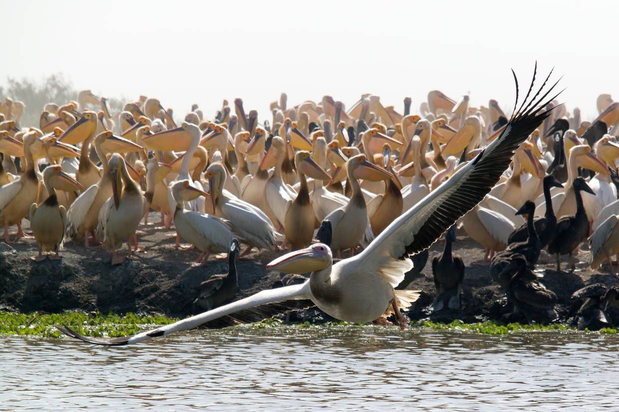 Circuit Les Oasis du Sénégal en privatif 3* pas cher photo 20