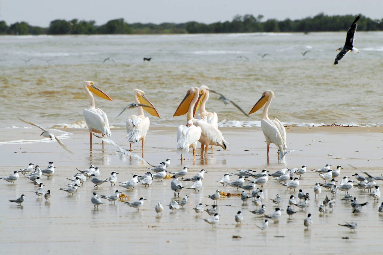 Circuit Beautés du Sénégal et balade avec les lions de Fathala en privatif pas cher photo 10