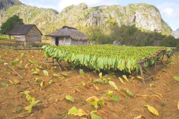 Combiné circuit et hôtel Circuit au charme Cubain et extension au Melia Marina Varade... pas cher photo 39