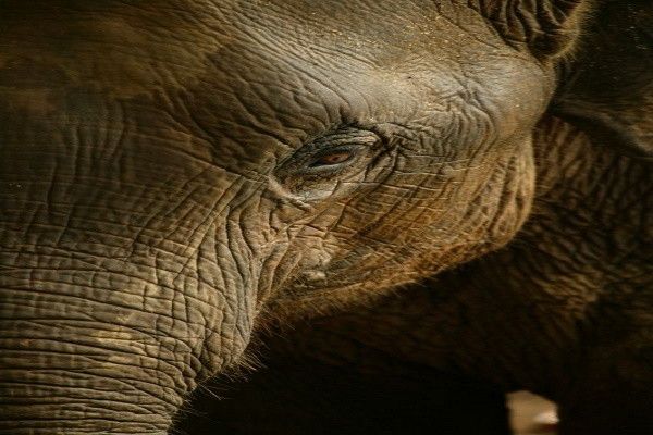 Circuit Coralia Expérience Srilankaise 5* & Extension Anantaya Resort & Spa 5* pas cher photo 3