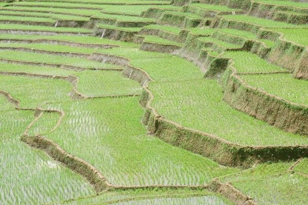 Circuit Coralia Expérience Srilankaise 5* & Extension Anantaya Resort & Spa 5* pas cher photo 5