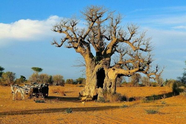 Circuit Coralia Casamance Authentique pas cher photo 11