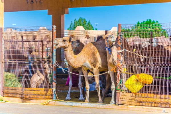 Circuit Emirats Arabes Unis : Le Complet pas cher photo 3