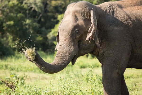 Circuit Kandy et la région du thé pas cher photo 22