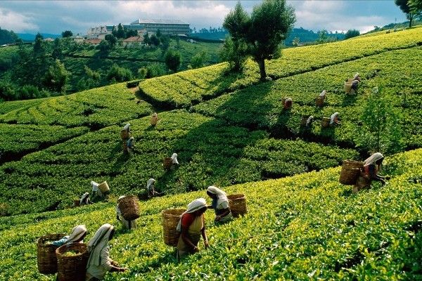 Circuit Kandy et la région du thé pas cher photo 25