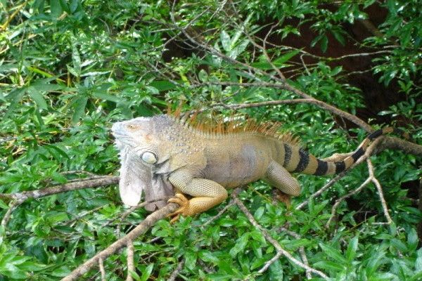 Circuit Jungles Et Forets + Extension 2 nuits Barcelo Playa Tambor pas cher photo 6