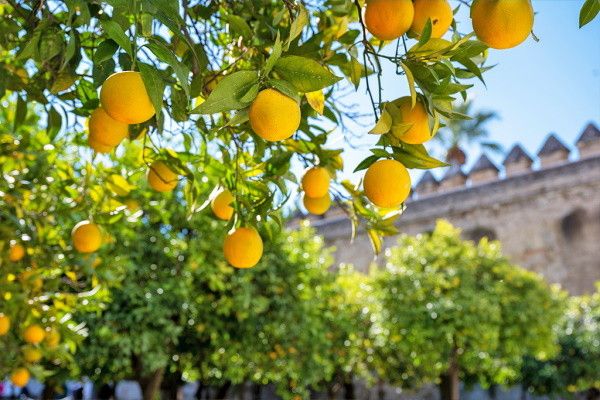 Autotour Viva Andalousie 5* pas cher photo 9