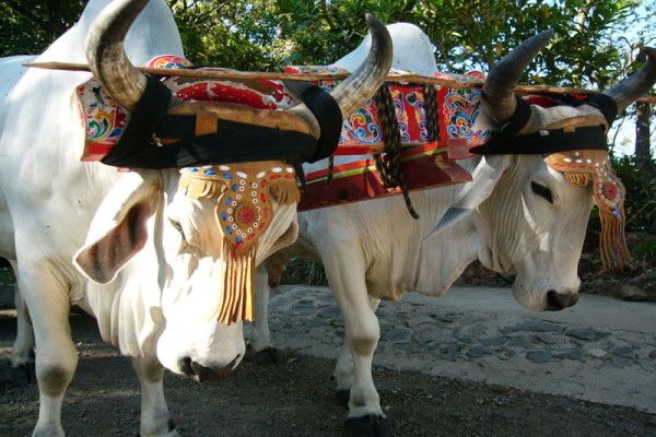 Circuit Nature et plage en hôtels 2* et 3* pas cher photo 8