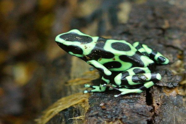Circuit Trésors des Caraïbes et joyaux de la foret tropicale pas cher photo 7