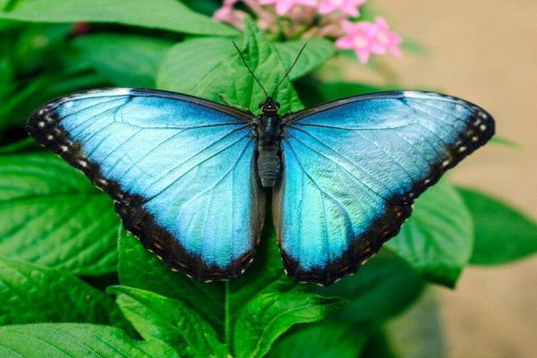 Circuit En Liberté - Merveilles essentielles du Costa Rica pas cher photo 9