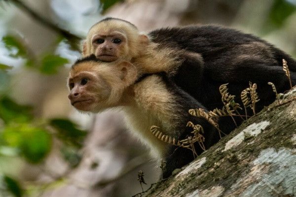 Autotour La découverte du Costa Rica pas cher photo 8