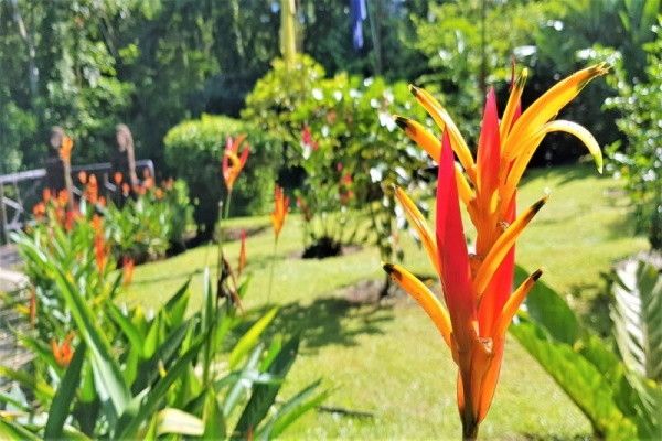 Circuit Rendez-vous au Costa Rica et extension Parc National de Tortuguero pas cher photo 8