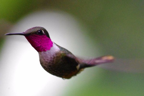 Autotour Le Costa Rica en Liberté et en version supérieure pas cher photo 6