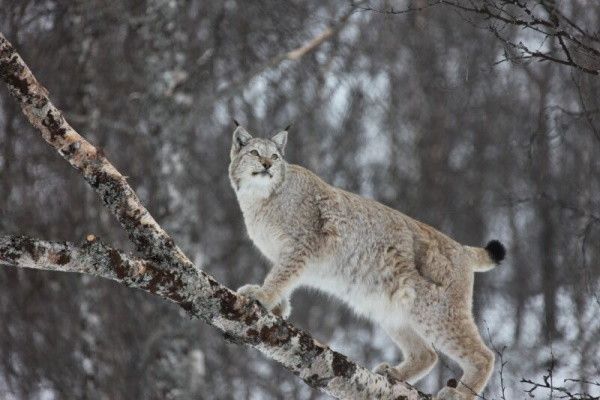 Circuit Magie inoubliable en Arctique pas cher photo 4