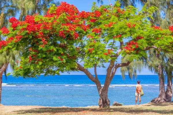 Autotour L'île de la Reunion pour les petits et les grands pas cher photo 1