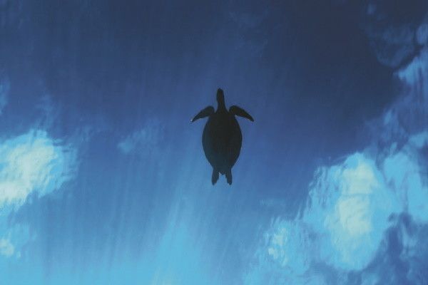 Autotour L'île de la Reunion pour les petits et les grands pas cher photo 11