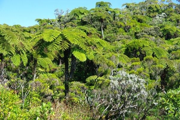 Autotour La Réunion en Liberté pas cher photo 22
