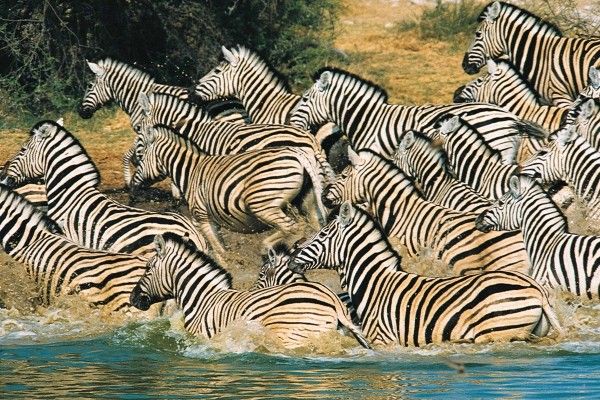 Fram Selection Barracuda 4* avec 3 nuits Tsavo Est/Ouest et Amboséli 4* pas cher photo 5