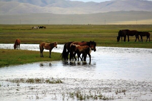 Circuit Richesses au coeur des Steppes de Mongolie 3* pas cher photo 7