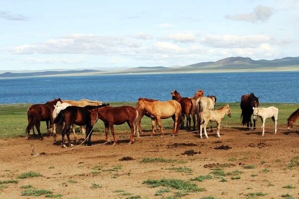 Circuit Richesses au coeur des Steppes de Mongolie 3* pas cher photo 1