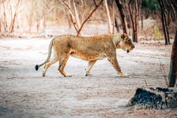 Circuit Beautés du Sénégal et balade avec les lions de Fathala + Extension Framissima Palm Beach pas cher photo 4
