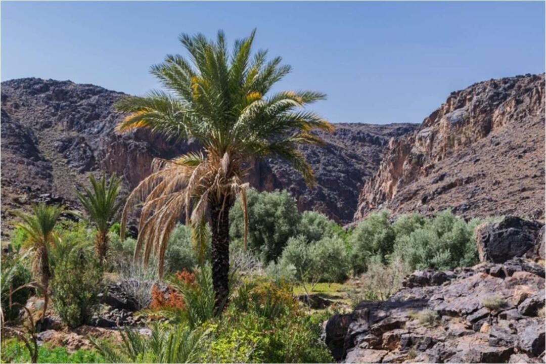 Circuit en étoile Bien-être et sérénité dans la Palmeraie de Skoura pas cher photo 9