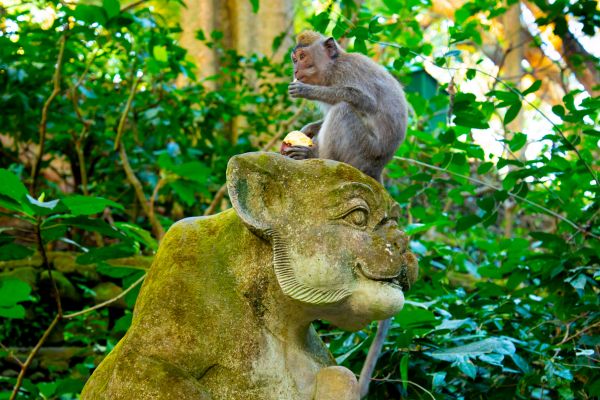 Combiné Mathis Collection Prestige : Umalas, Ubud et Amed pas cher photo 13