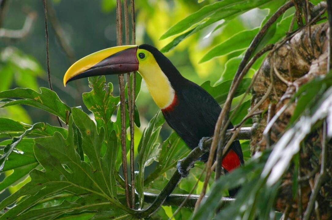 Autotour Road Trip Nature et Farniente au Costa Rica 2*-3* pas cher photo 7