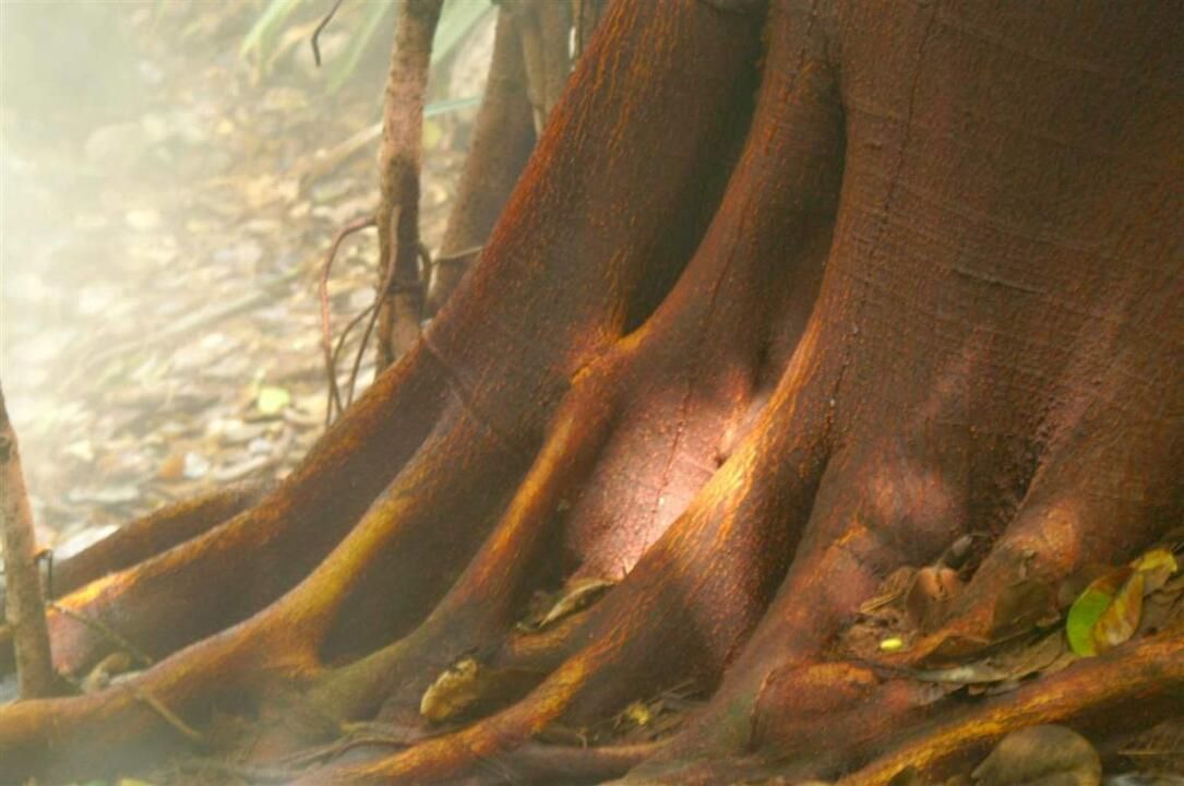 Autotour Road Trip Nature et Farniente au Costa Rica 2*-3* pas cher photo 12