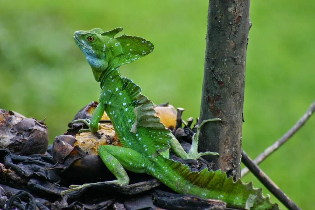 Autotour Road Trip Nature et Farniente au Costa Rica 2*-3* pas cher photo 16