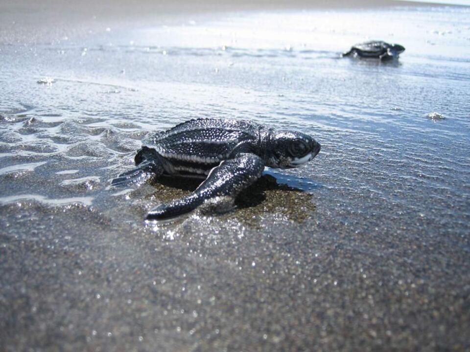 Autotour Road Trip Le Costa Rica en famille 3*-4* pas cher photo 19