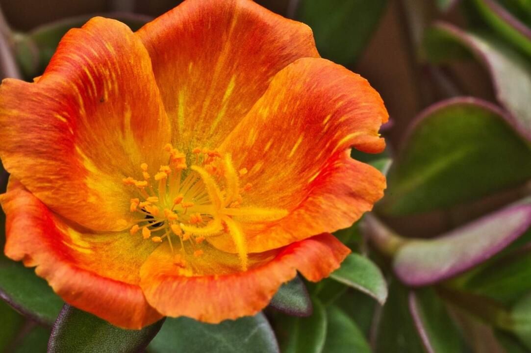 Autotour Road Trip de Tortuguero aux Plages du Pacifique 3*-4* pas cher photo 7