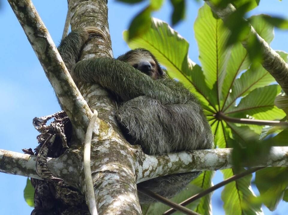 Autotour Road Trip de Tortuguero aux Plages du Pacifique 3*-4* pas cher photo 17