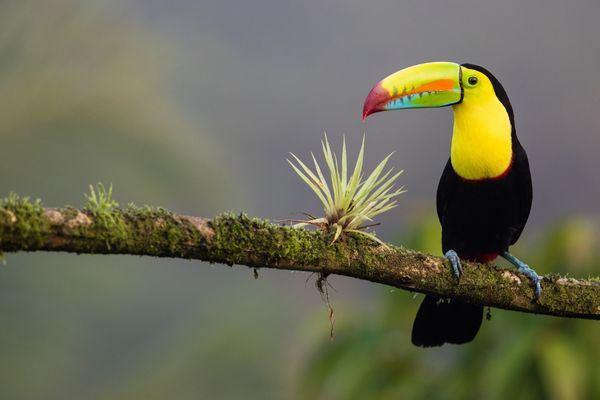 Circuit Jungle et Forêt au Pays de l'Or Noir pas cher photo 10