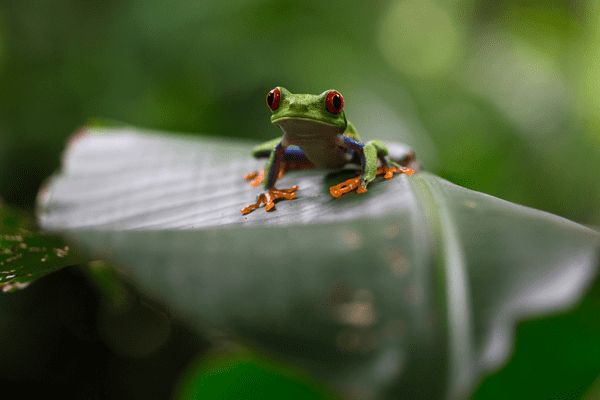 Circuit Jungle et Forêt au Pays de l'Or Noir pas cher photo 15