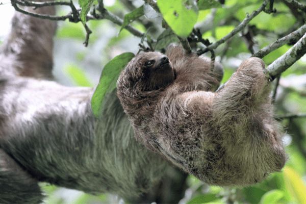 Circuit Jungle et Forêt au Pays de l'Or Noir pas cher photo 21