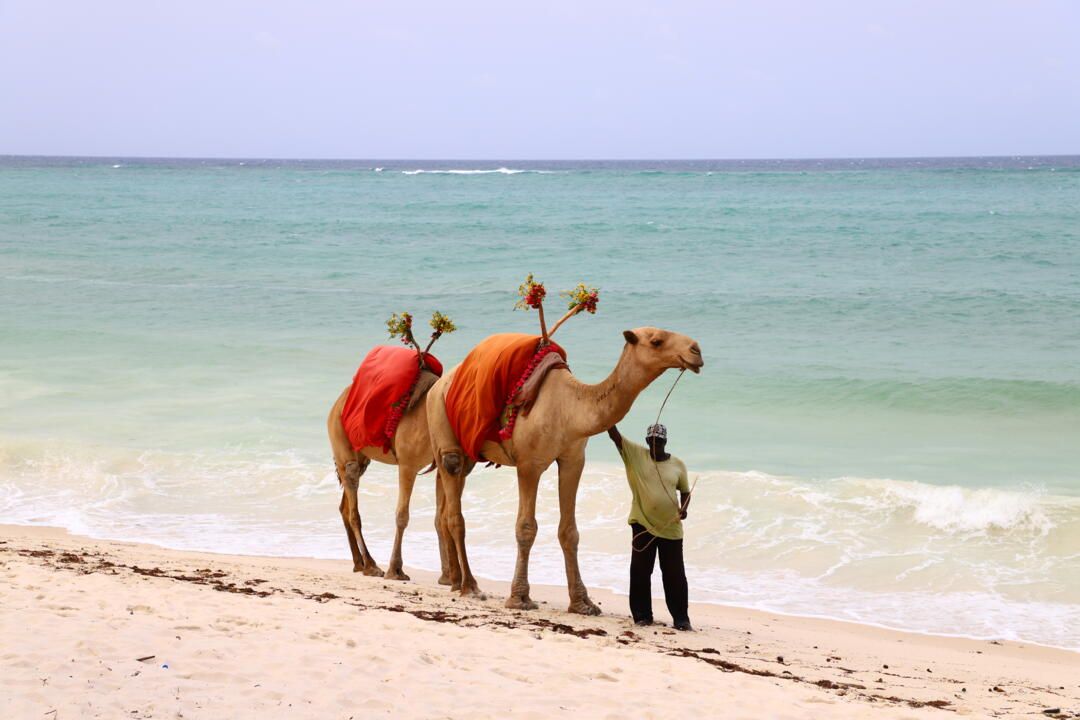 Hôtel Diani Reef Beach Resort 4* & Safari pas cher photo 1