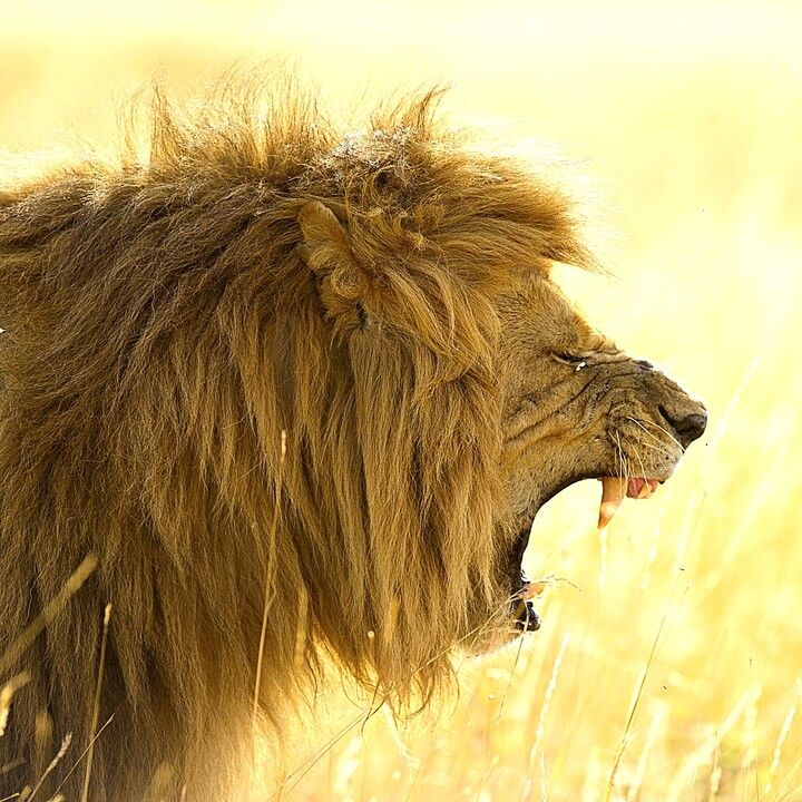 Circuit Privatif Safari Féeries d'Afrique 4* pas cher photo 4